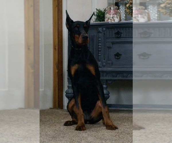 Medium Photo #9 Doberman Pinscher Puppy For Sale in WARSAW, IN, USA