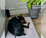 Small #3 Doberman Pinscher Mix