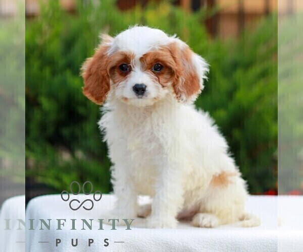 Medium Photo #3 Cavapoo (Miniature) Puppy For Sale in LITITZ, PA, USA