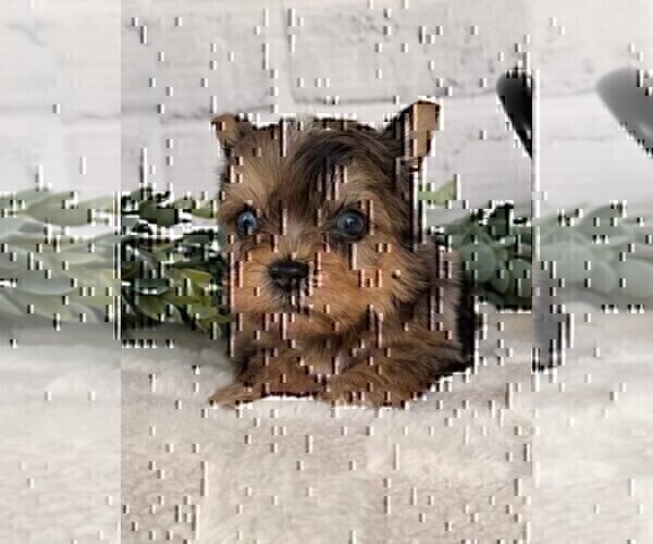 Medium Photo #7 Yorkshire Terrier Puppy For Sale in MIAMI BEACH, FL, USA