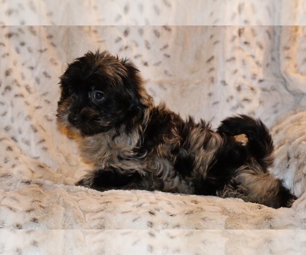 Medium Photo #8 Yorkiepoo mix (+ Poodle Toy) Puppy For Sale in DYERSBURG, TN, USA