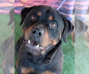 Rottweiler Dogs for adoption in Hillsboro, NH, USA