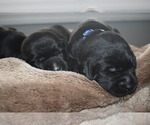 Small Photo #15 Labrador Retriever Puppy For Sale in PAWNEE, IL, USA
