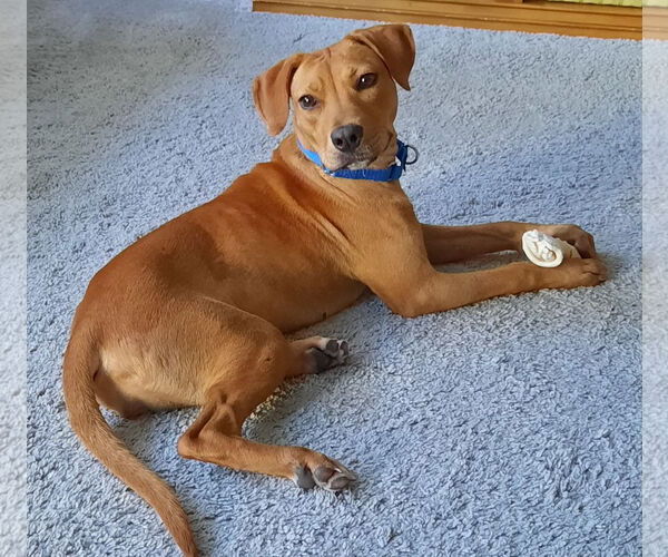 Medium Photo #1 Labrador Retriever-Mountain Cur Mix Puppy For Sale in GILBERTS, IL, USA
