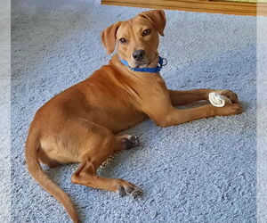 Labrador Retriever-Mountain Cur Mix Dogs for adoption in GILBERTS, IL, USA