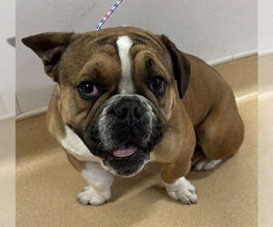 Bulldog-Unknown Mix Dogs for adoption in Placerville, CA, USA