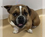 Small Bulldog Mix