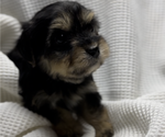 Small Photo #3 Poodle (Toy)-Yorkshire Terrier Mix Puppy For Sale in OWENSBORO, KY, USA