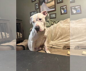 American Pit Bull Terrier-Unknown Mix Dogs for adoption in Germantown, OH, USA