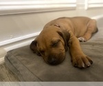 Small #15 Rhodesian Ridgeback