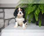 Puppy Brooks Cavalier King Charles Spaniel