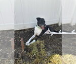 Small #9 Labrador Retriever Mix
