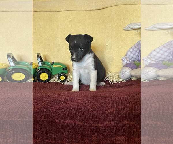 Medium Photo #3 Mutt Puppy For Sale in HOPKINSVILLE/PRINCETON, KY, NH, USA