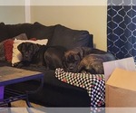 Small Photo #1 Cane Corso-Neapolitan Mastiff Mix Puppy For Sale in TOPEKA, KS, USA