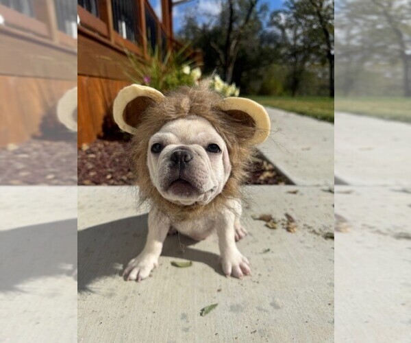 Medium Photo #6 Faux Frenchbo Bulldog-French Bulldog Mix Puppy For Sale in MOUNDRIDGE, KS, USA