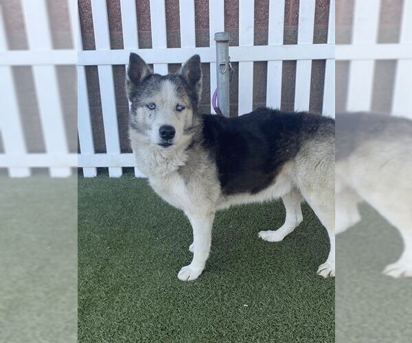 Medium Photo #1 Siberian Husky Puppy For Sale in Modesto, CA, USA