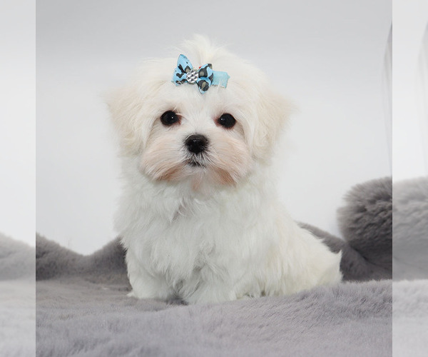 Medium Photo #2 Maltese Puppy For Sale in LOS ANGELES, CA, USA