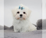 Small #1 Maltese