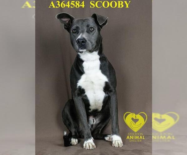 Medium Photo #2 American Pit Bull Terrier Puppy For Sale in Stockton, CA, USA