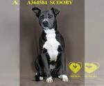 Small #1 American Pit Bull Terrier
