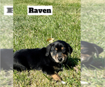 Small Photo #5 Doberman Pinscher-Great Pyrenees Mix Puppy For Sale in CLOVIS, CA, USA