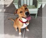 Small American Pit Bull Terrier