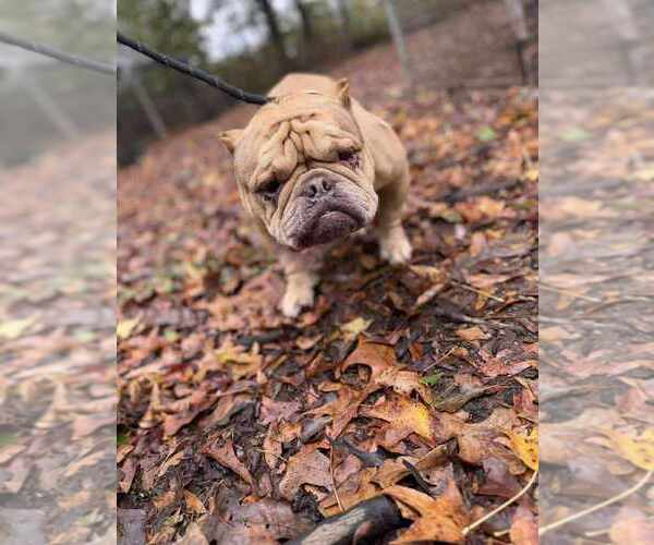 Medium Photo #6 French Bulldog-Unknown Mix Puppy For Sale in New York, NY, USA