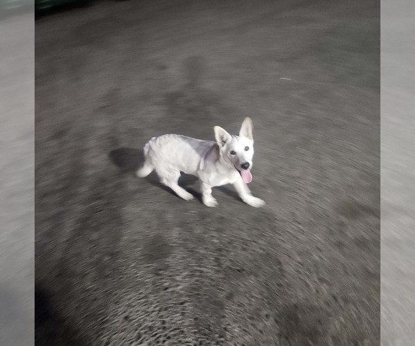 Medium Photo #8 Unknown-white german shepherd Mix Puppy For Sale in Escondido, CA, USA