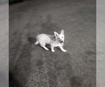 Small #7 white german shepherd Mix
