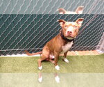 CODA - Male Mutt Dog for Adoption - Small photo