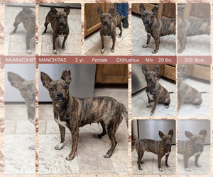 Chihuahua-Unknown Mix Dogs for adoption in Mesa, AZ, USA