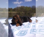 Small Photo #11 Basset Hound Puppy For Sale in PETERSBURG, IN, USA