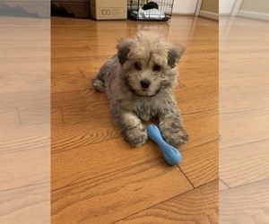 Havachon Puppy for sale in NEW BALTIMORE, VA, USA