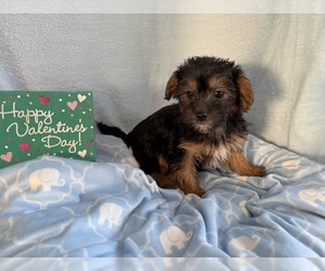 Shih-Poo Puppy for sale in CENTER HILL, FL, USA