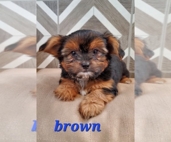 Medium Photo #1 Shorkie Tzu Puppy For Sale in CHARLESTON, WV, USA