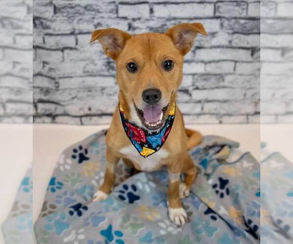 Medium Photo #6 Mutt Puppy For Sale in Kennesaw, GA, USA