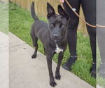 Small #2 German Pinscher Mix