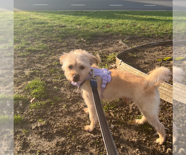 Medium Photo #9 Mutt Puppy For Sale in Cranston, RI, USA