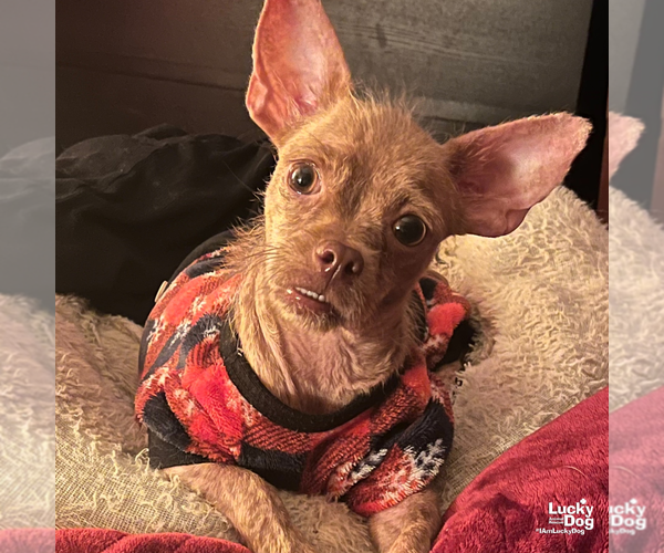 Medium Photo #7 Chihuahua-Unknown Mix Puppy For Sale in Washington, DC, USA