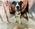 Small #1 Labrador Retriever Mix