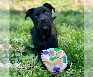 Mutt Dogs for adoption in Holly Springs, NC, USA