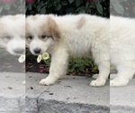 Small #1 Great Pyrenees