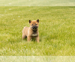 Puppy Jake Shiba Inu