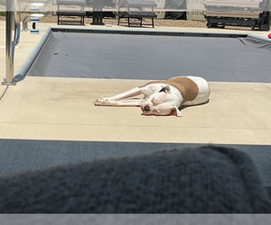 American Bulldog Puppy for sale in SHELBY, OH, USA