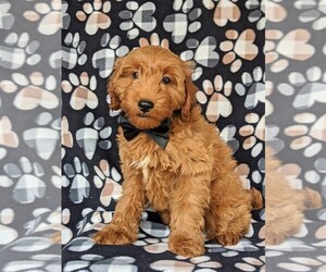 Goldendoodle Puppy for sale in OXFORD, PA, USA