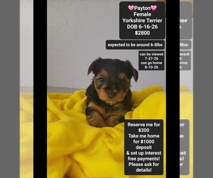 Yorkshire Terrier Puppy for sale in TUCSON, AZ, USA