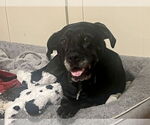 Small #10 Boxer Mix