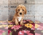 Small #5 Poodle (Miniature)