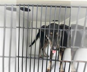 Labrador Retriever Dogs for adoption in Houston, TX, USA
