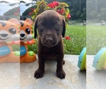 Small #3 Labrador Retriever